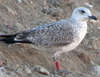 juvenile LBBG, ringed in the Netherlands. 